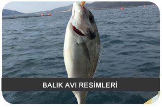Balık Avı Resimleri - sizden gelenler